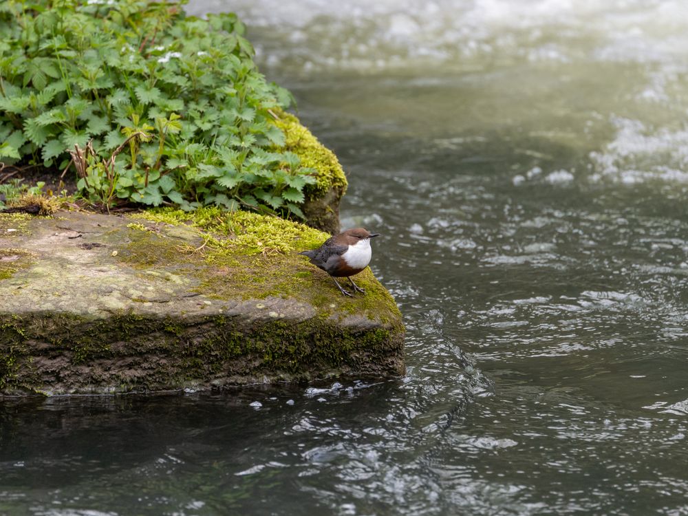 Wasseramsel