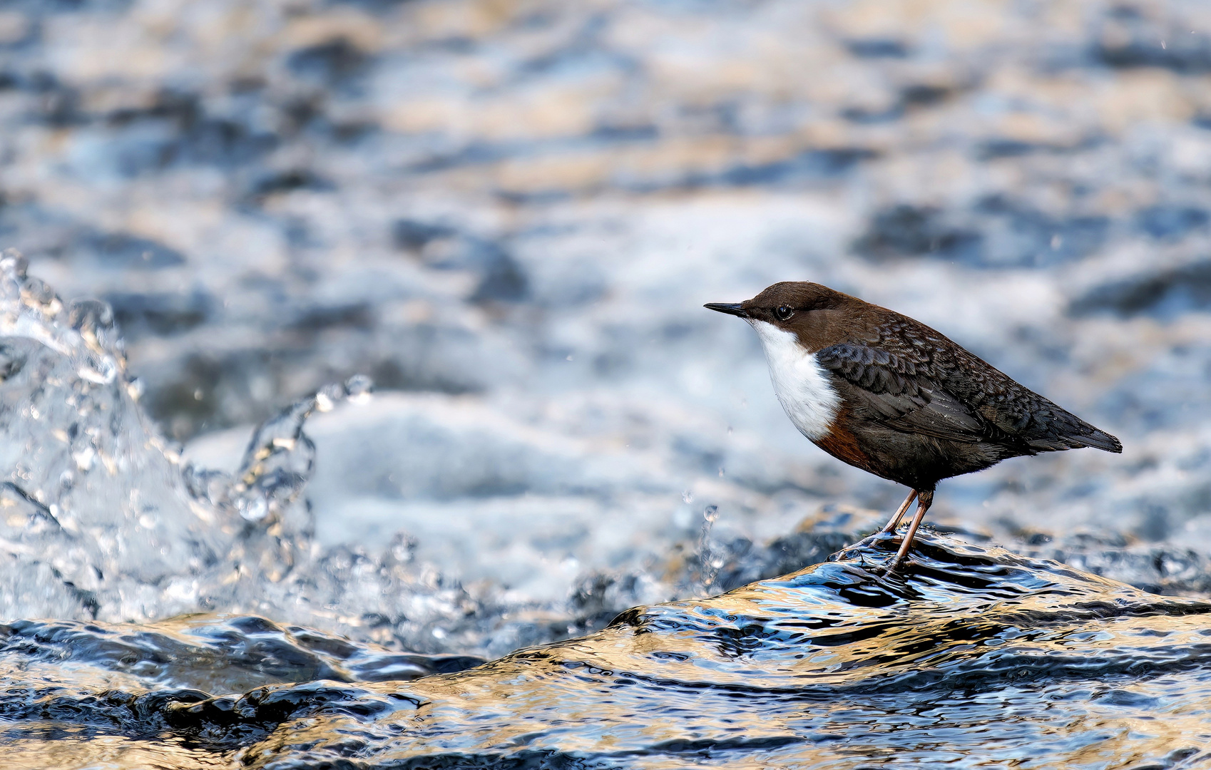 Wasseramsel