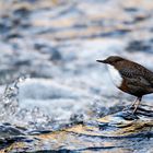 Wasseramsel