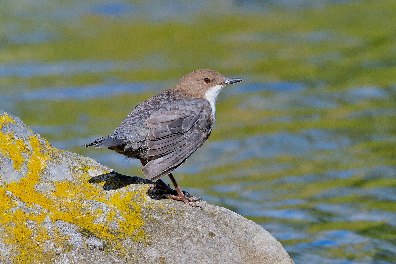 Wasseramsel 