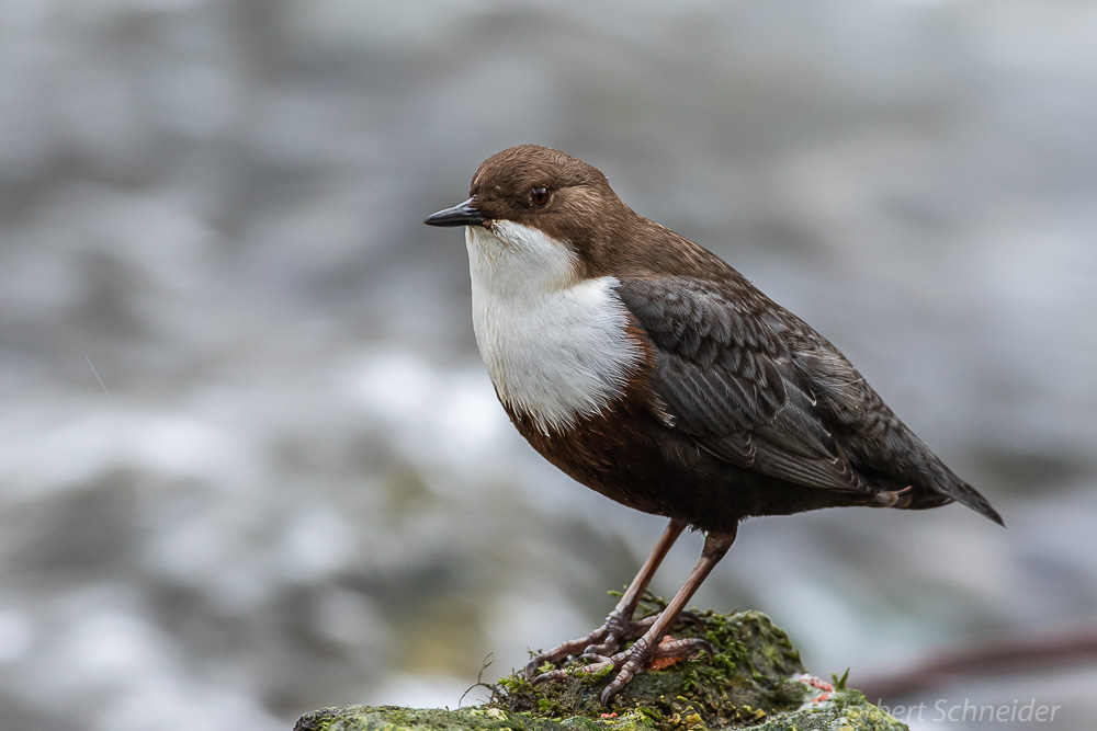 Wasseramsel