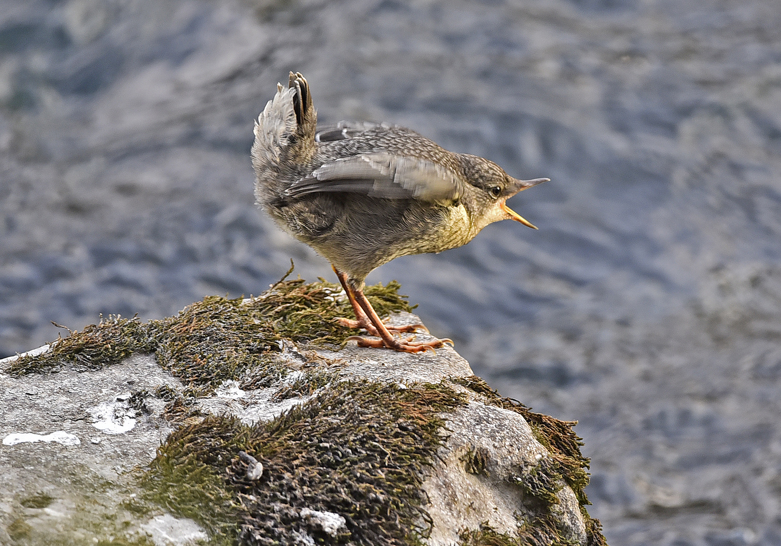 Wasseramsel