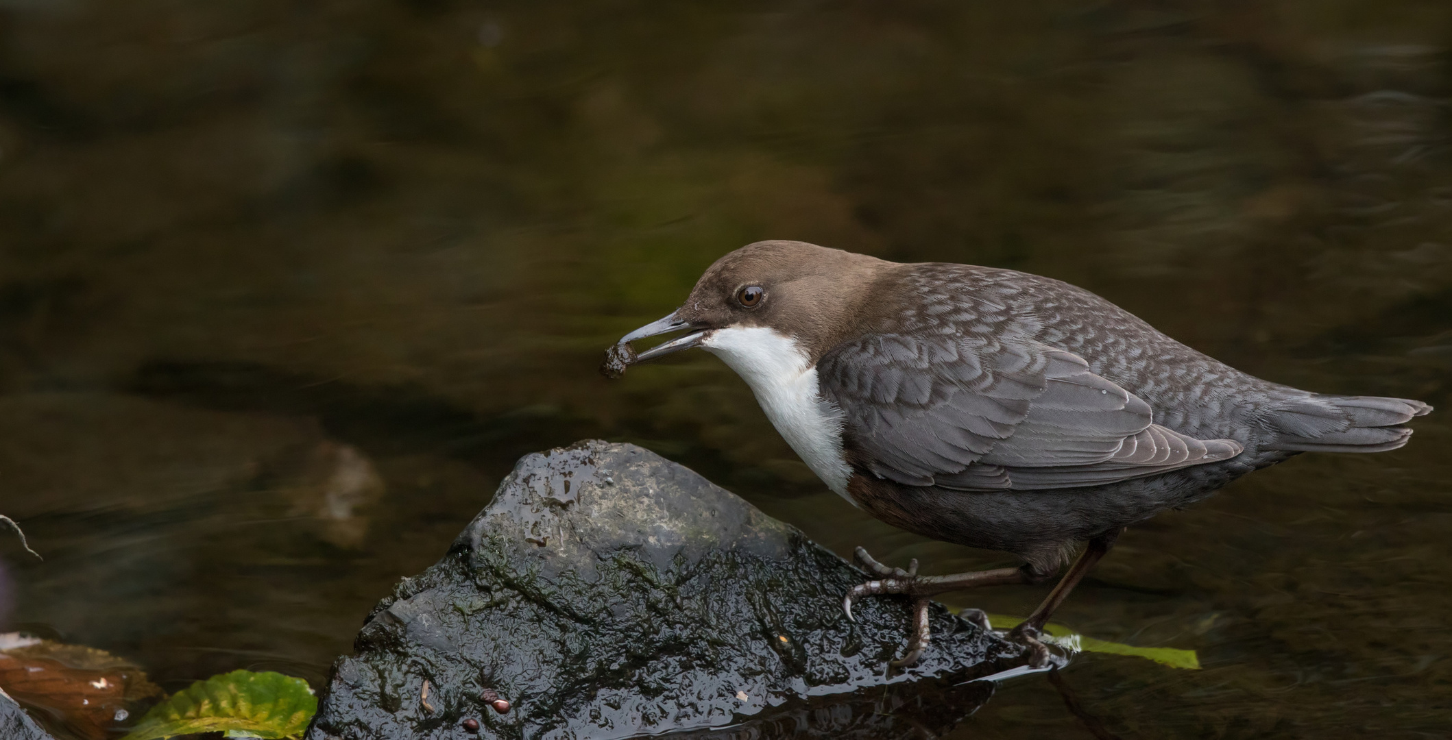 Wasseramsel