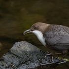 Wasseramsel