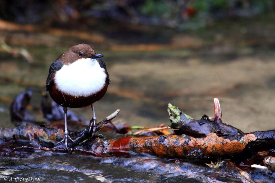 Wasseramsel