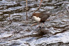 Wasseramsel