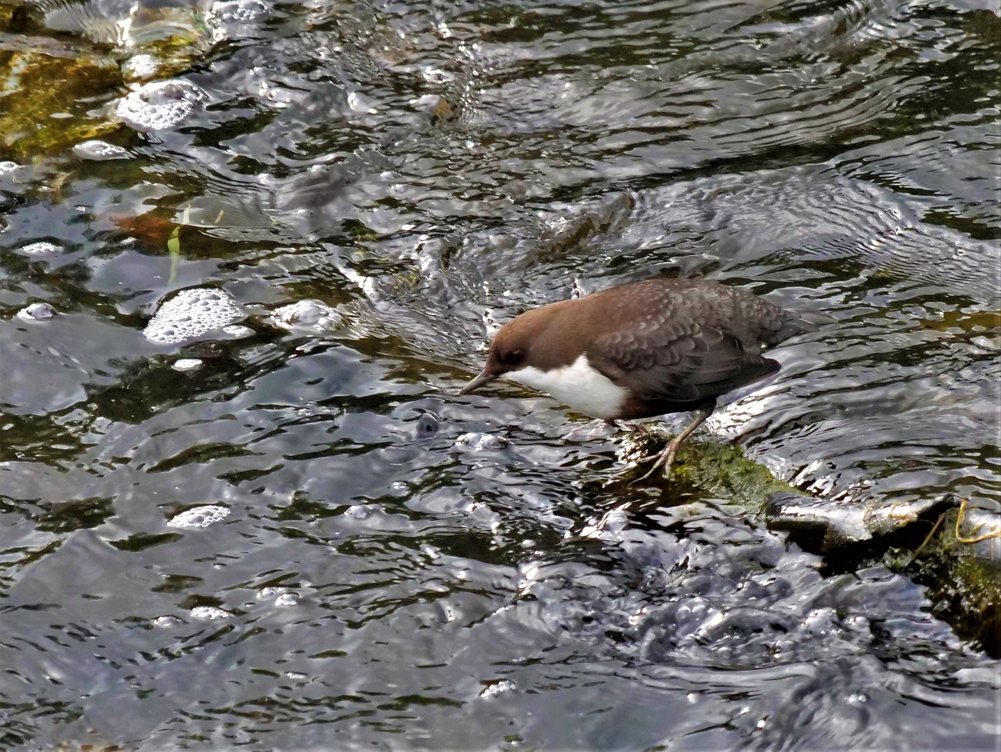 Wasseramsel