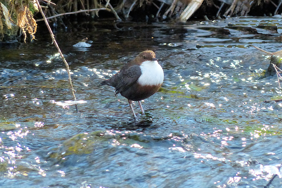 Wasseramsel