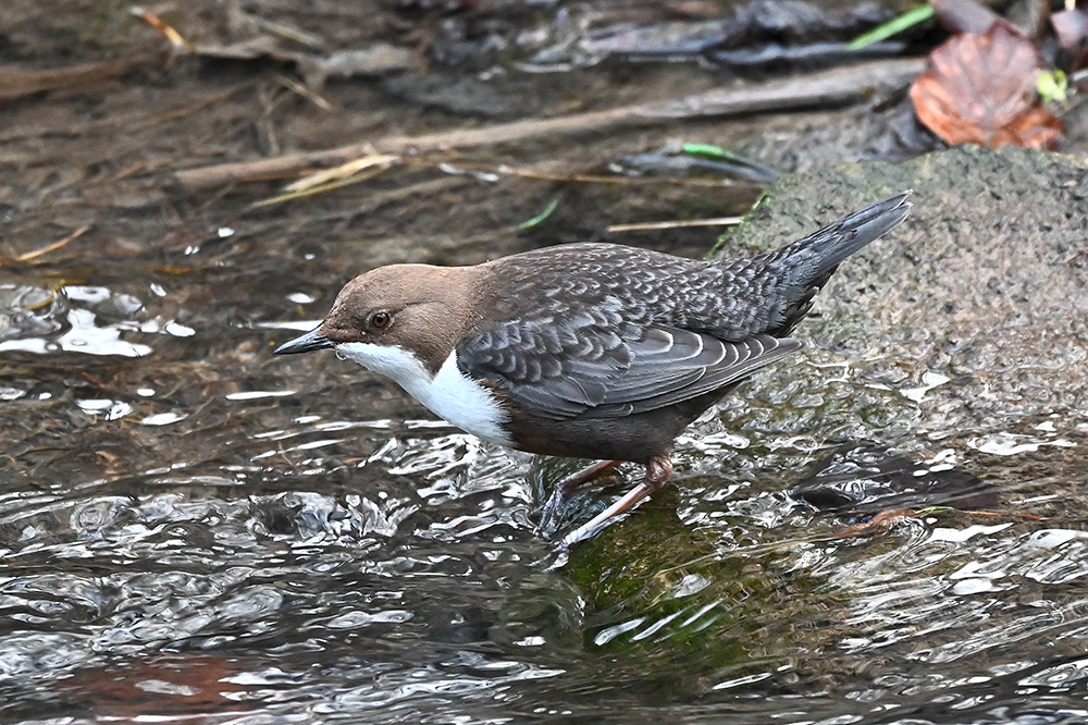 Wasseramsel 