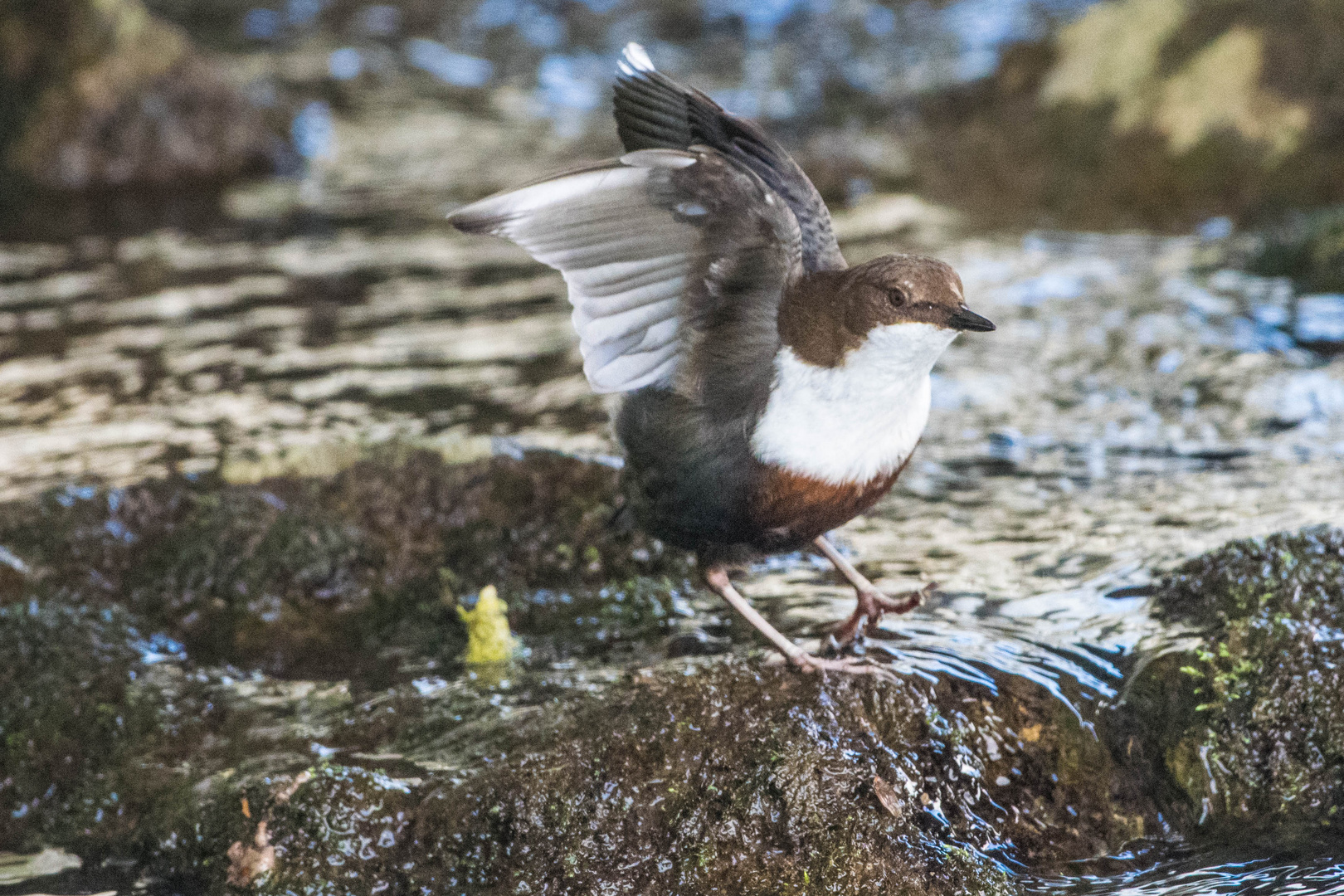 Wasseramsel