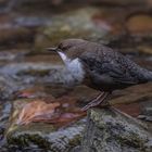 Wasseramsel