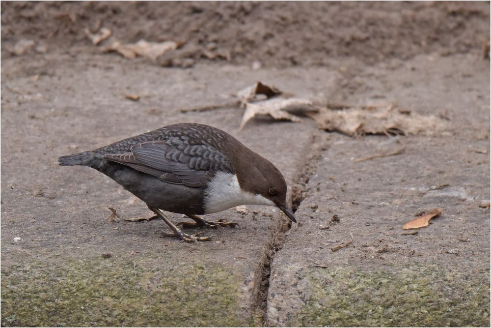 Wasseramsel