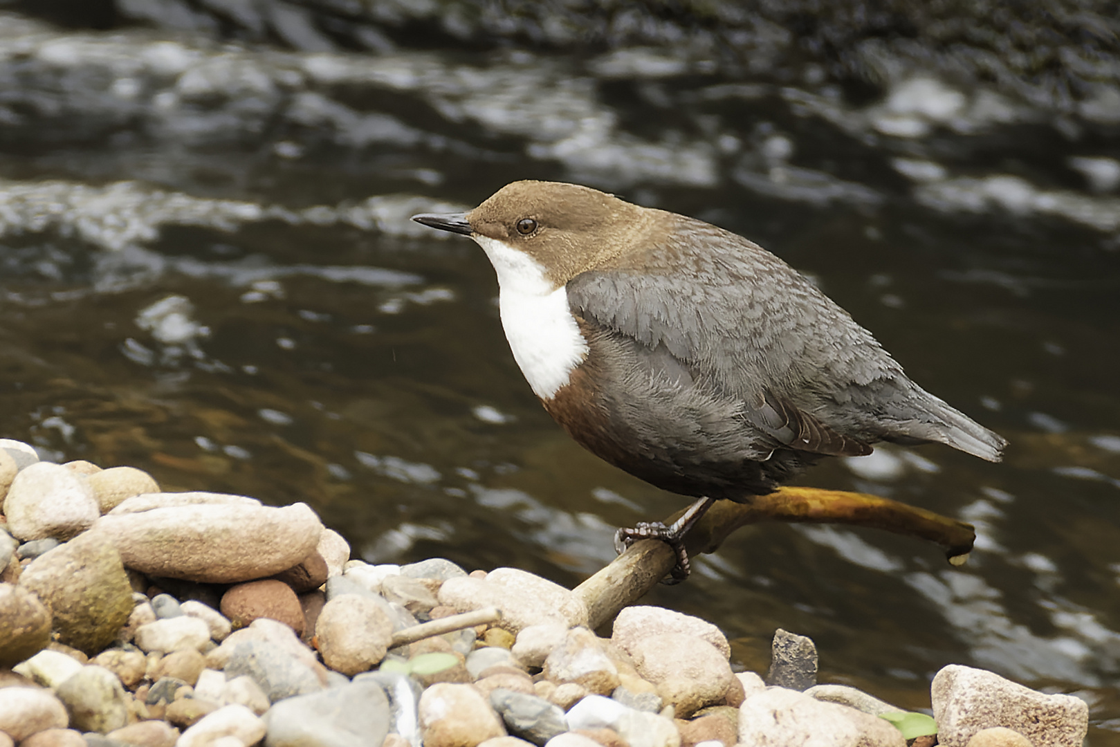 Wasseramsel