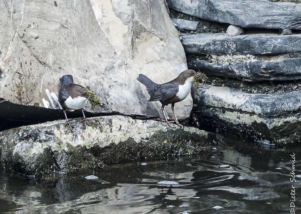 Wasseramsel