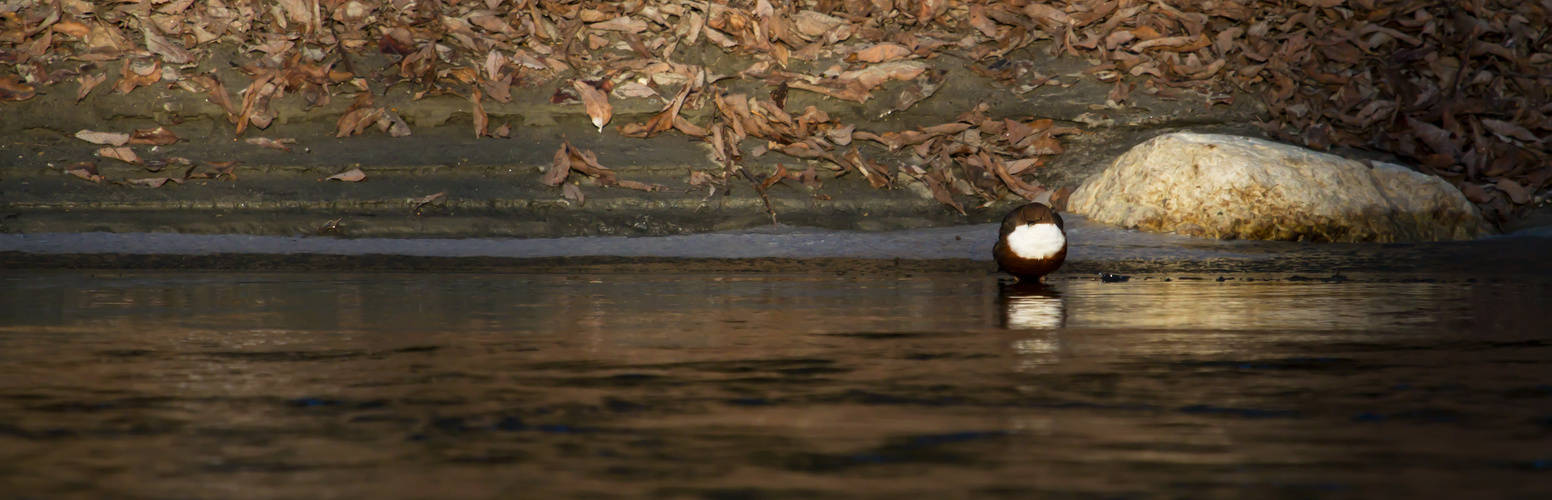 Wasseramsel