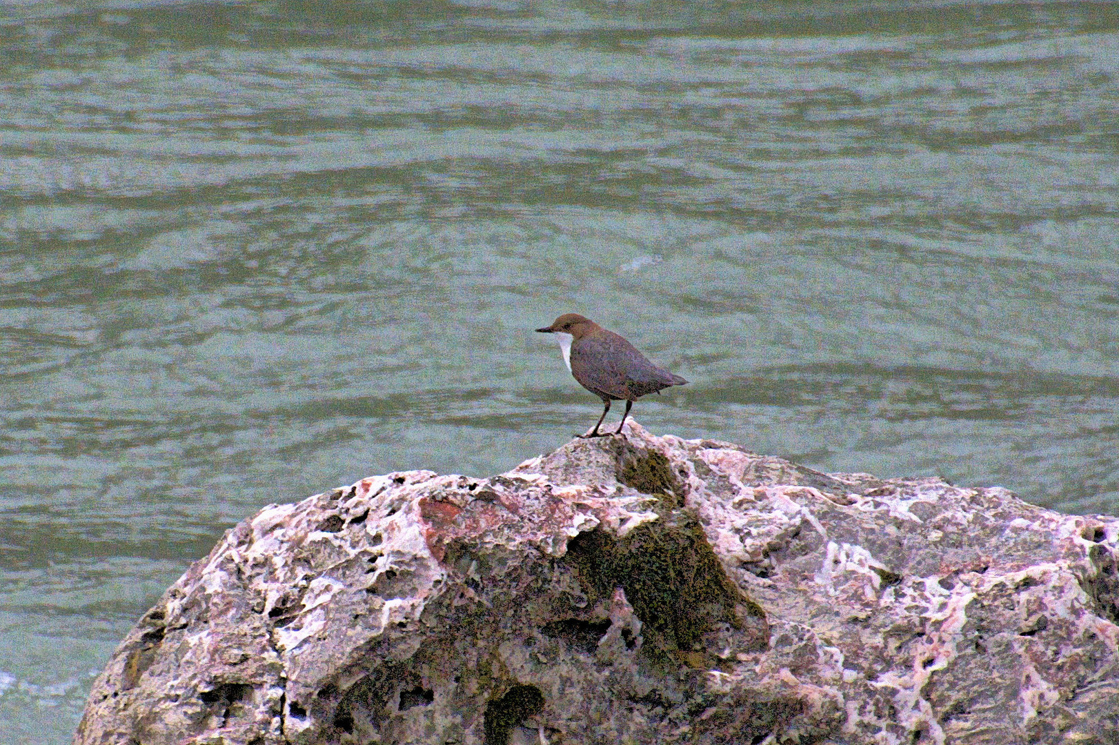 Wasseramsel