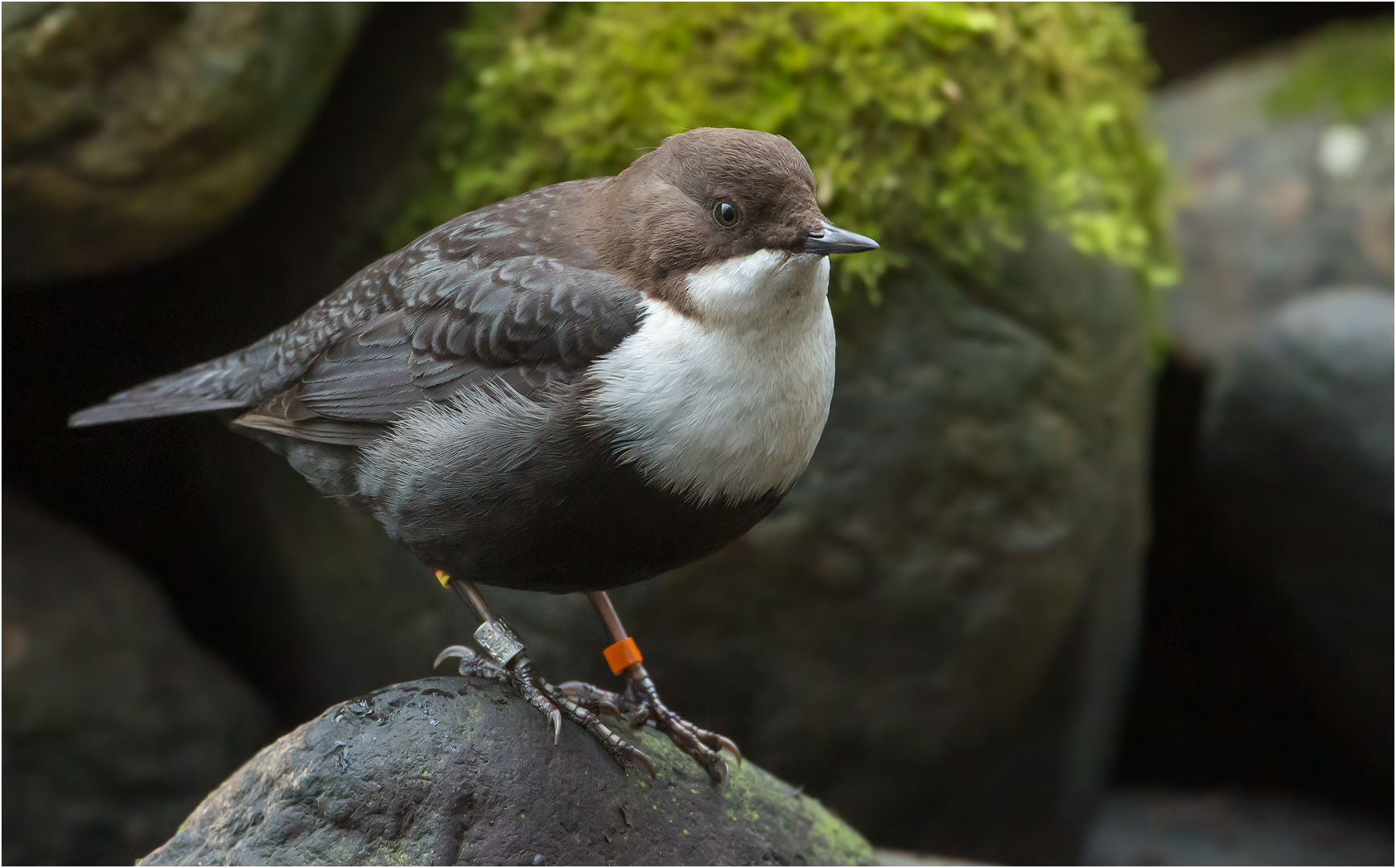 Wasseramsel