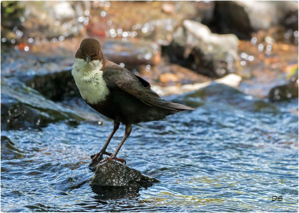 Wasseramsel