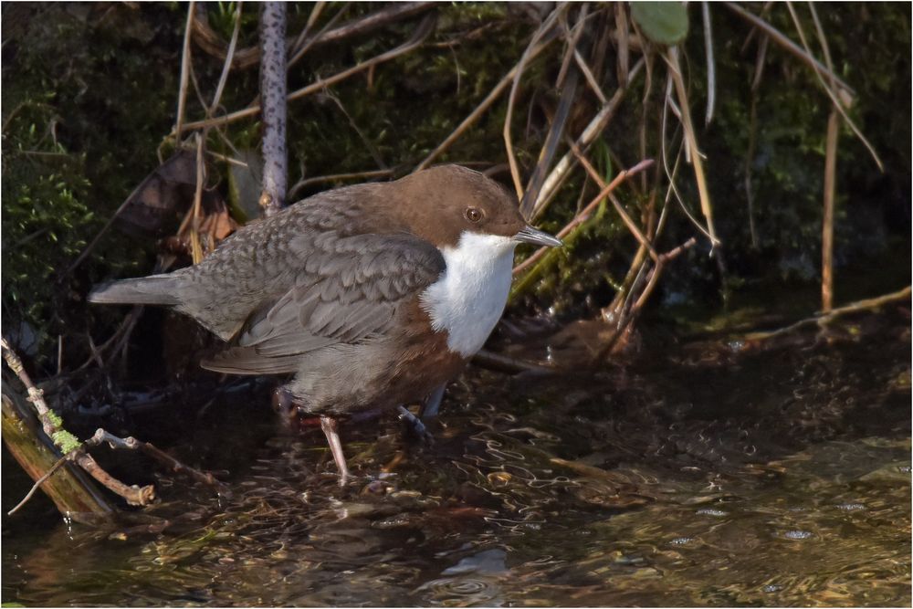 Wasseramsel