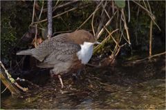 Wasseramsel