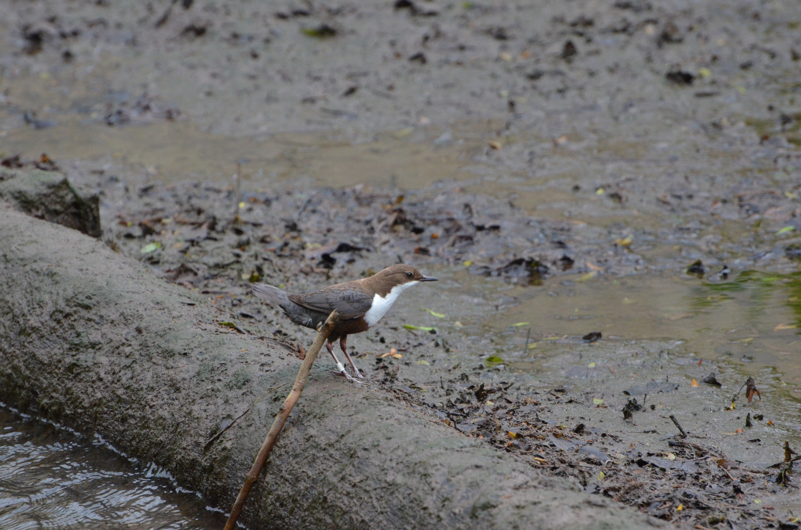 Wasseramsel