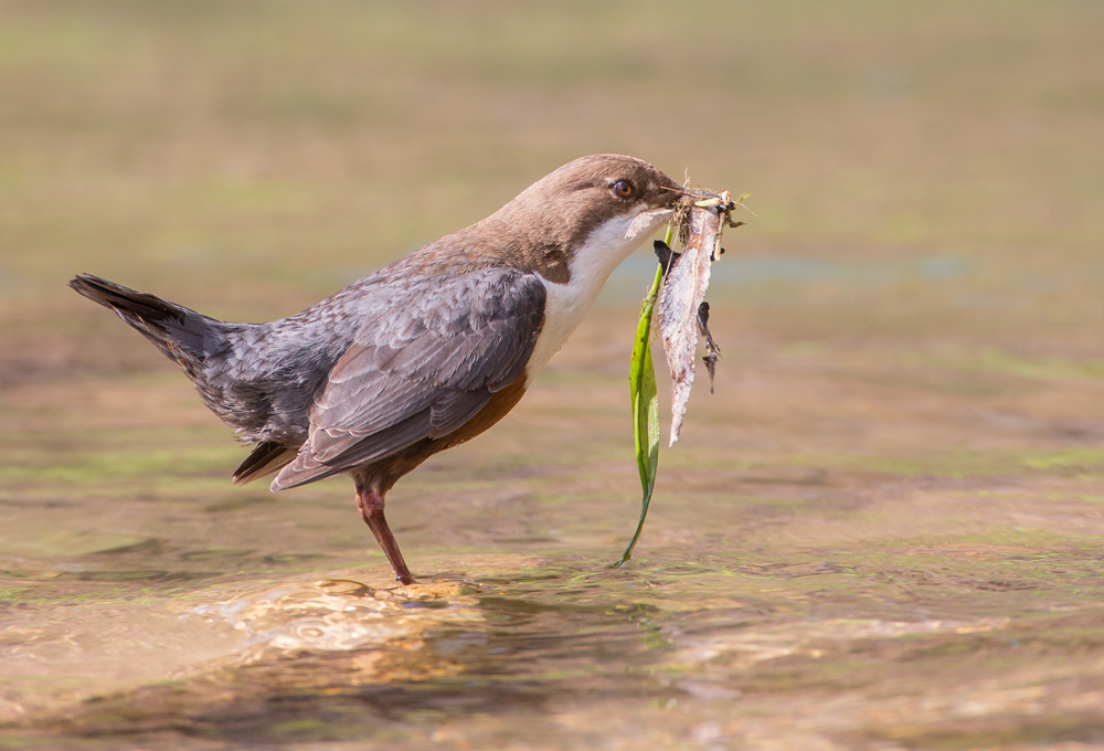 Wasseramsel