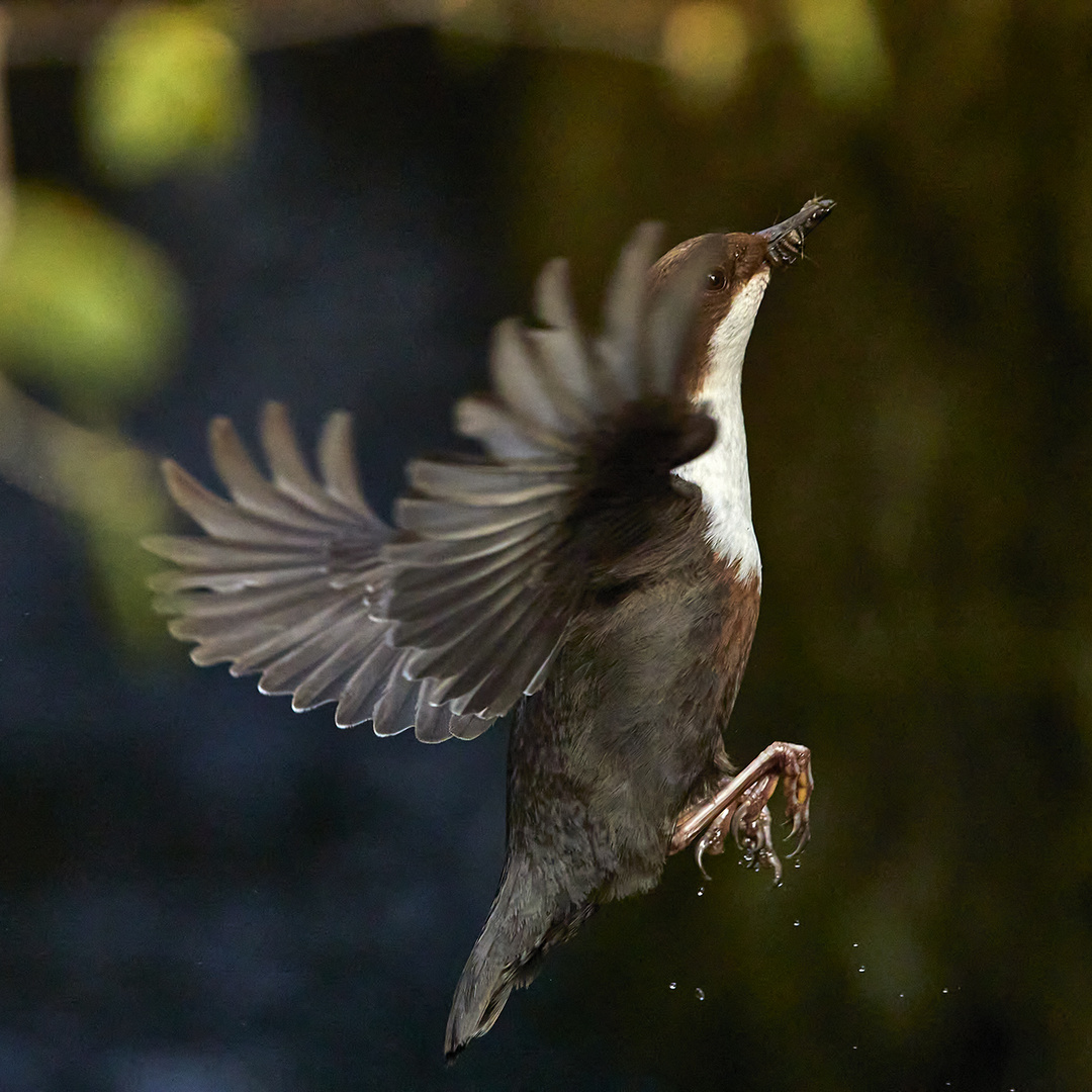 Wasseramsel