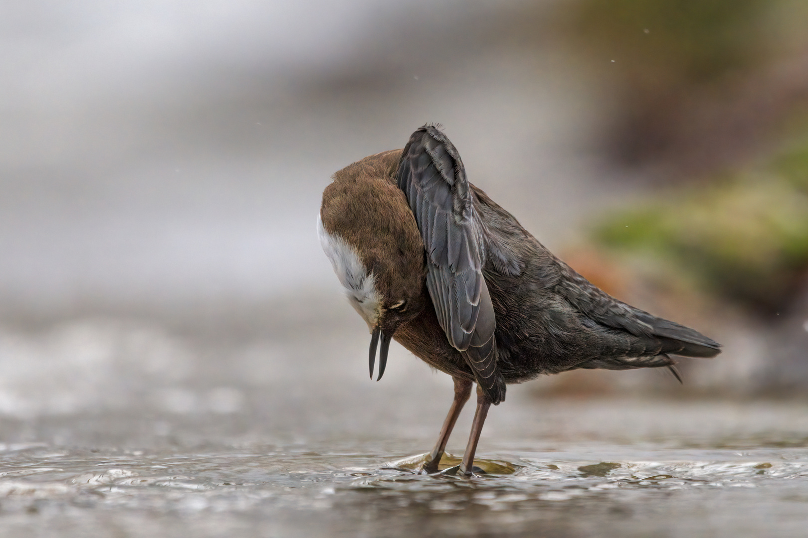 Wasseramsel