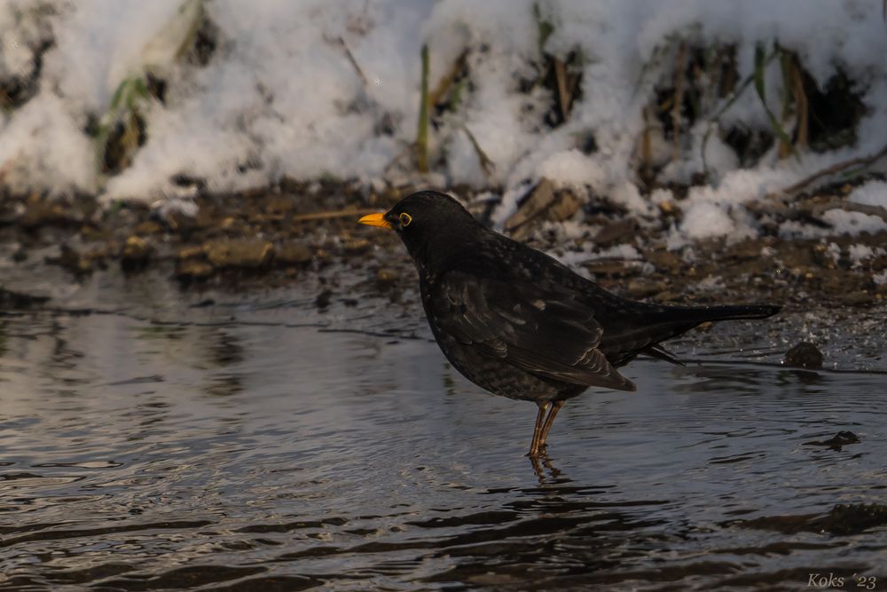 Wasseramsel