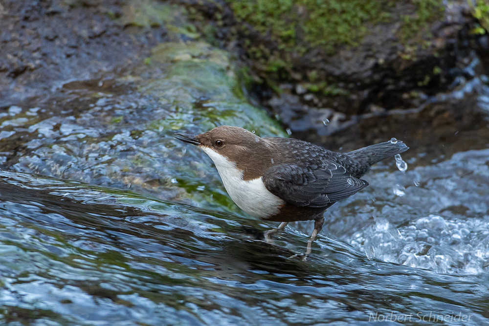 Wasseramsel