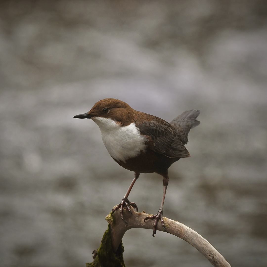 Wasseramsel