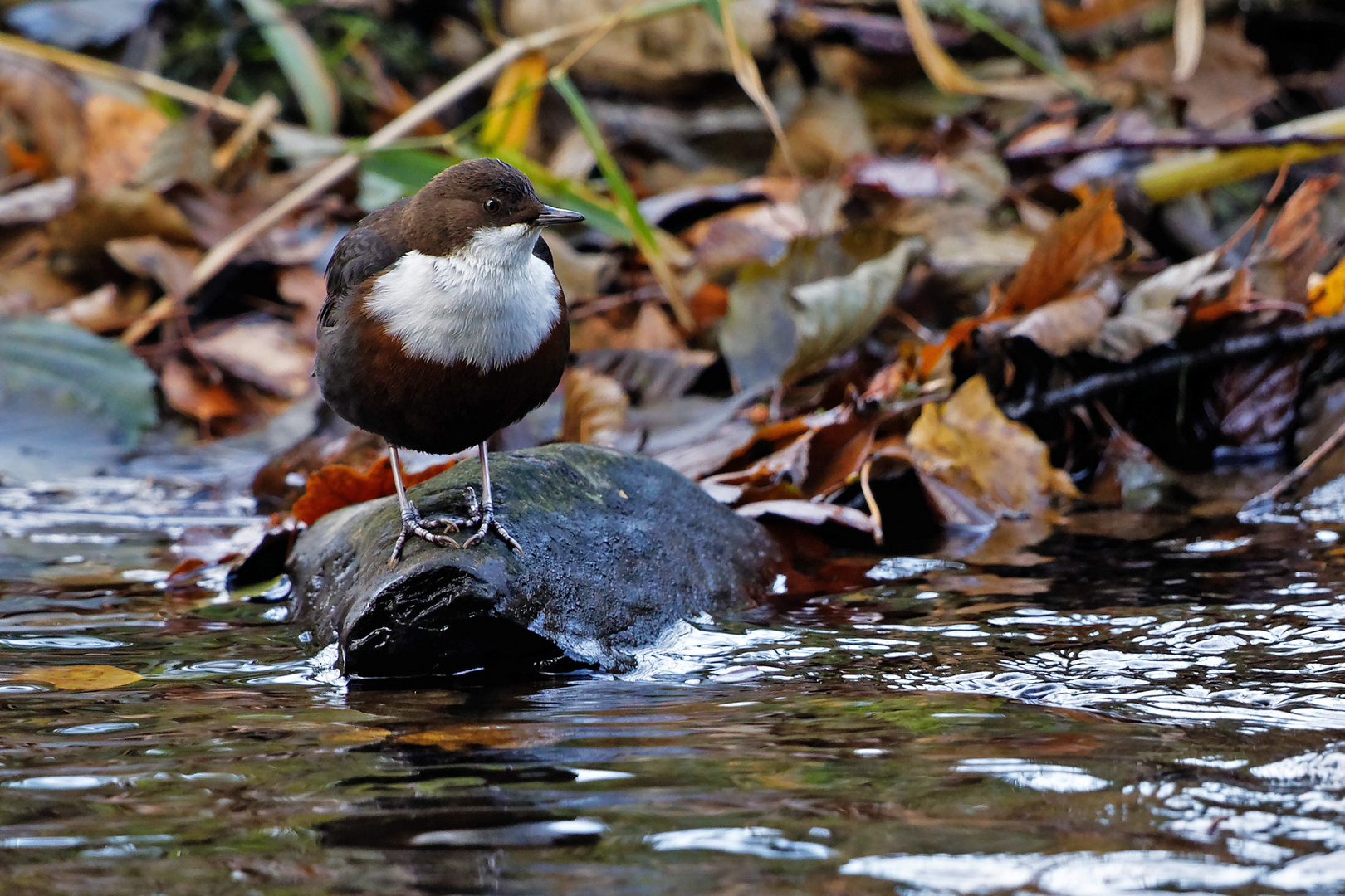 Wasseramsel 9842_