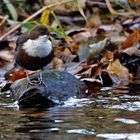 Wasseramsel 9842_