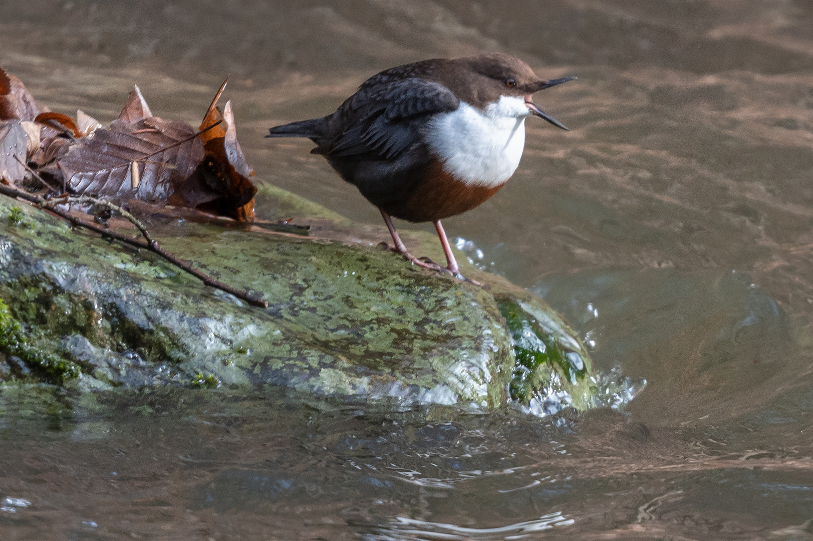 Wasseramsel