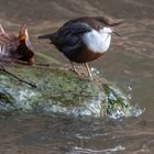 Wasseramsel