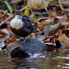 Wasseramsel 9855