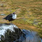 Wasseramsel