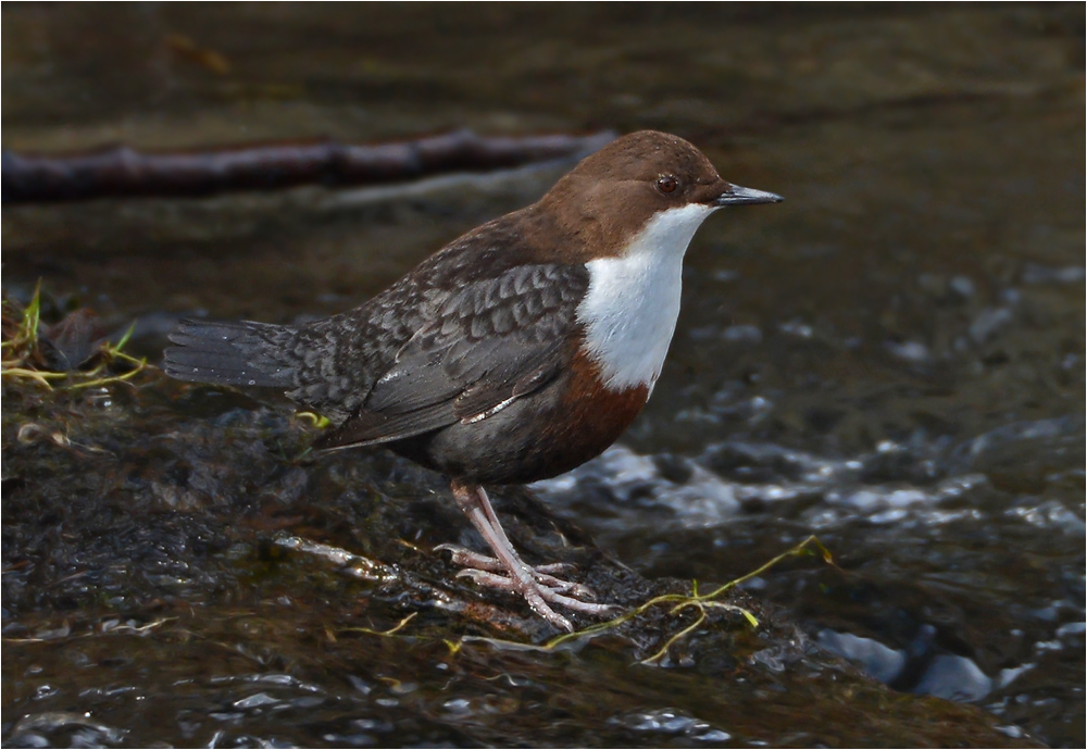 Wasseramsel