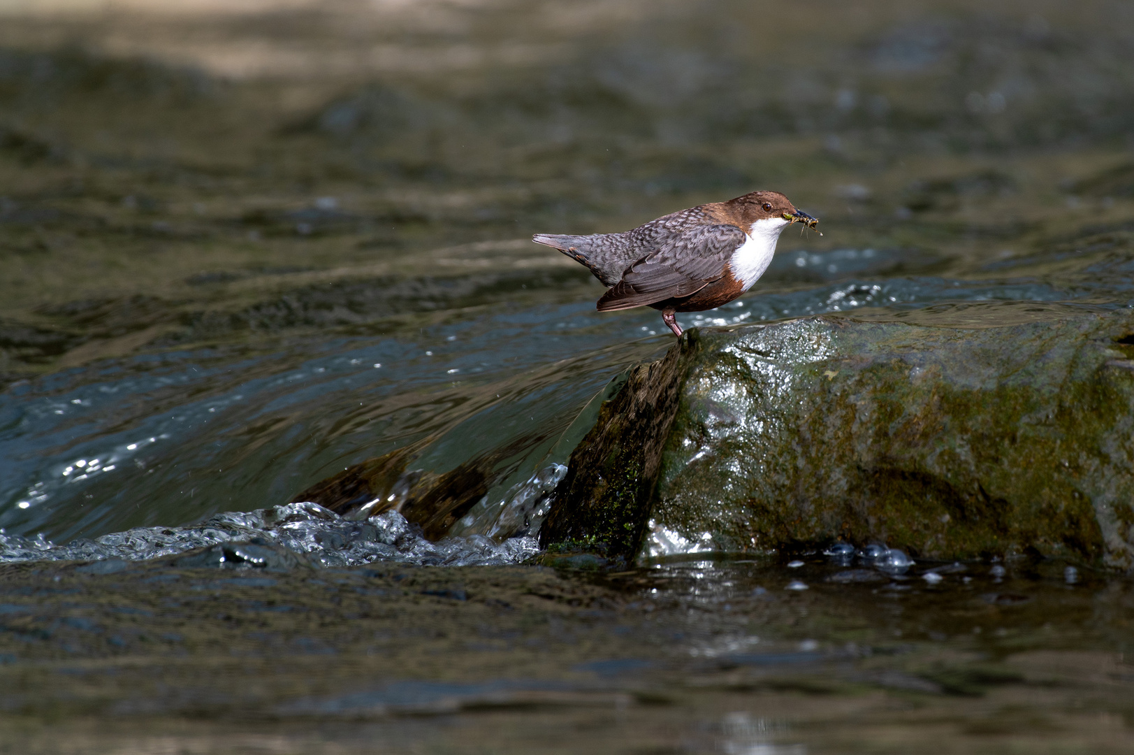 Wasseramsel 