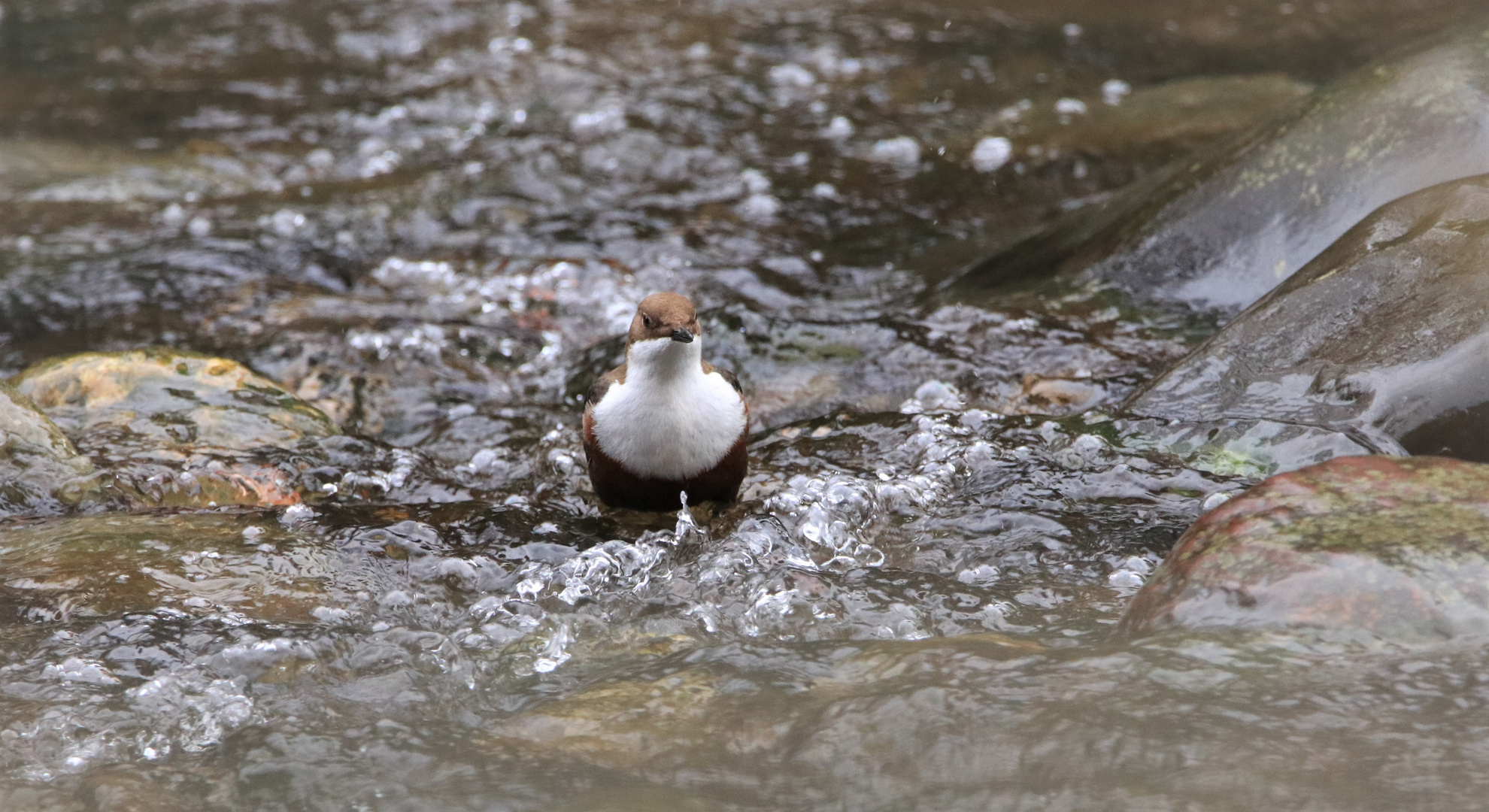 Wasseramsel 