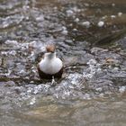 Wasseramsel 