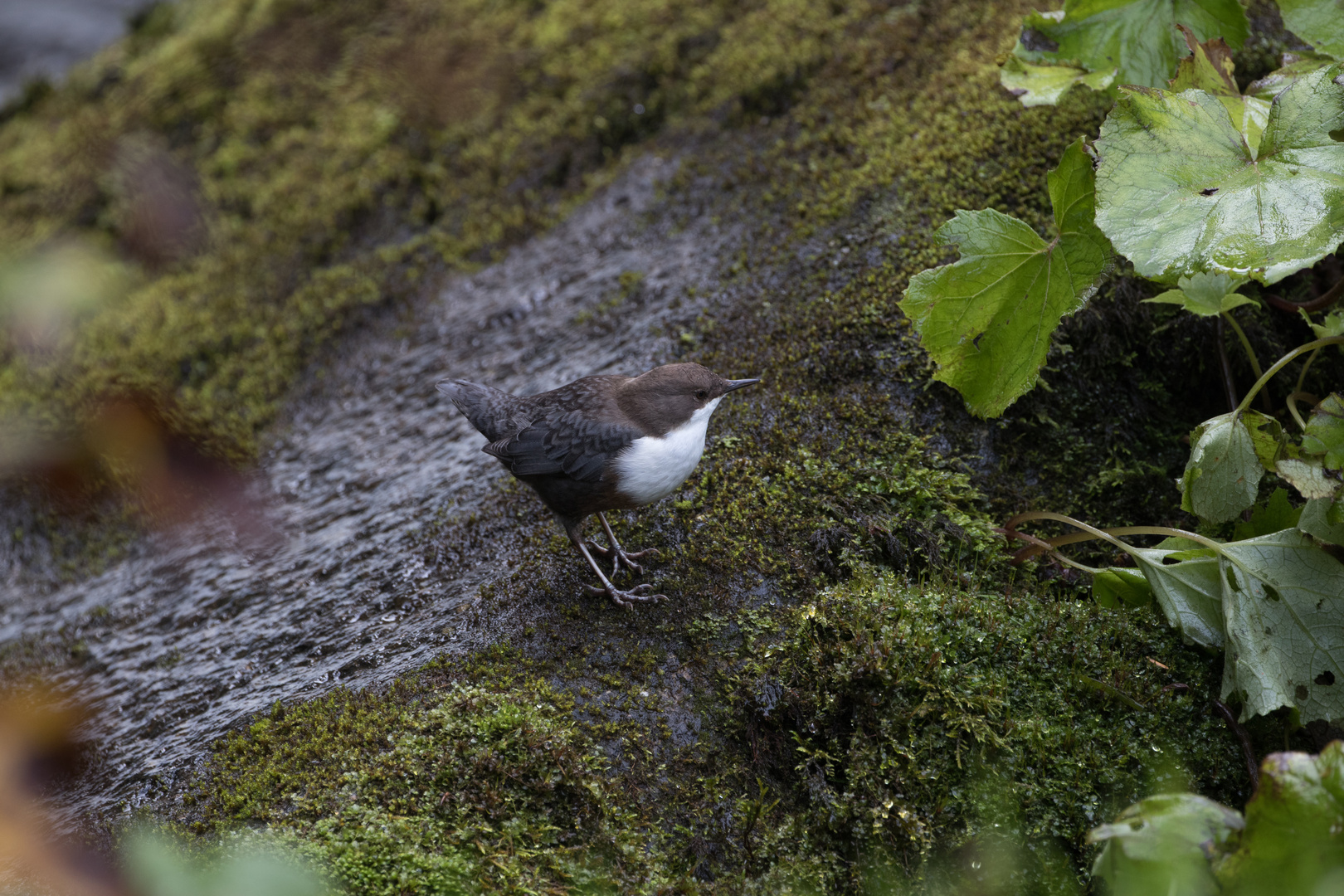 Wasseramsel