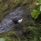 Wasseramsel