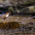 Wasseramsel