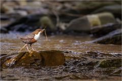 Wasseramsel