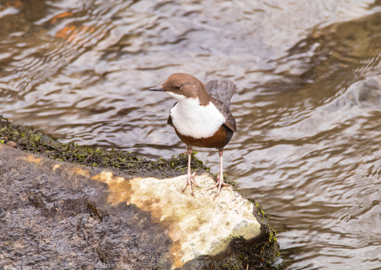 Wasseramsel