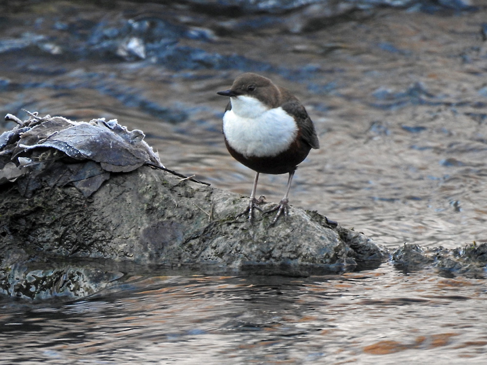 Wasseramsel