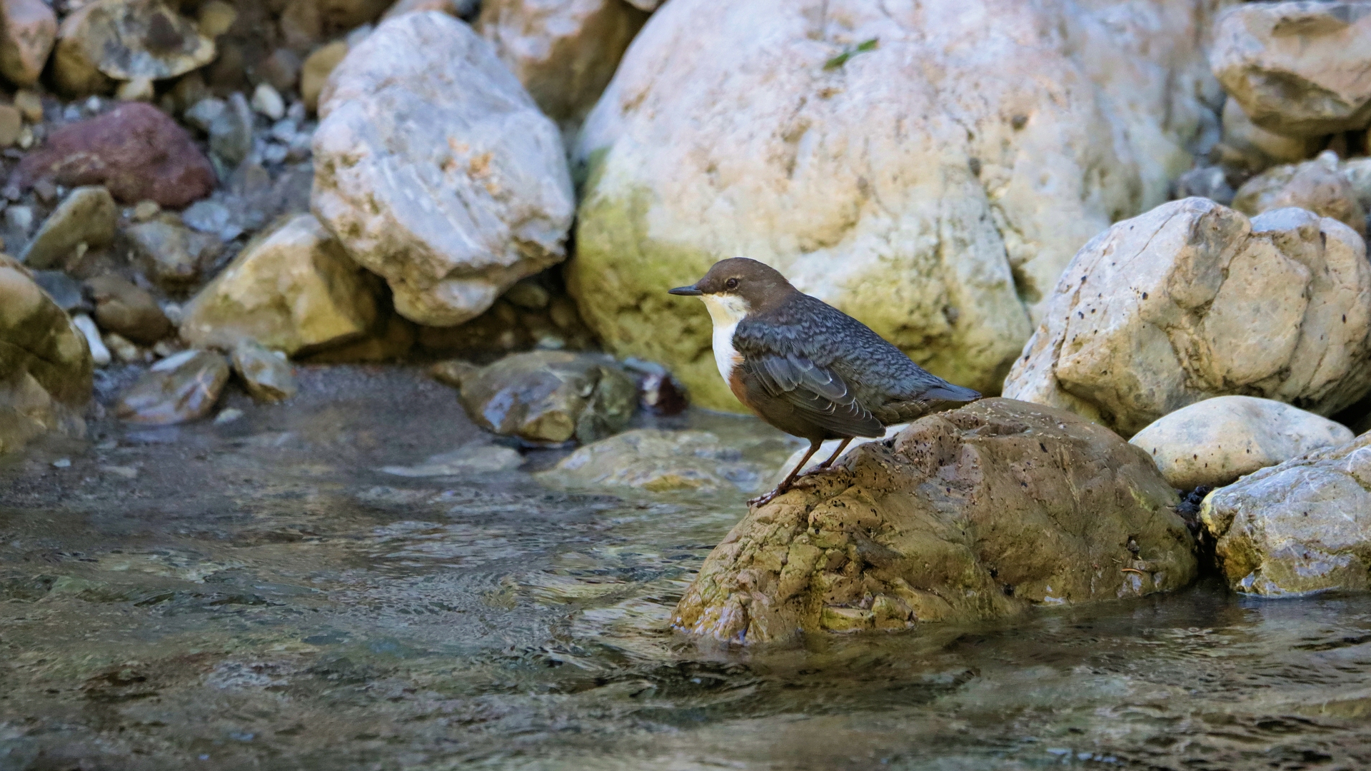 WASSERAMSEL