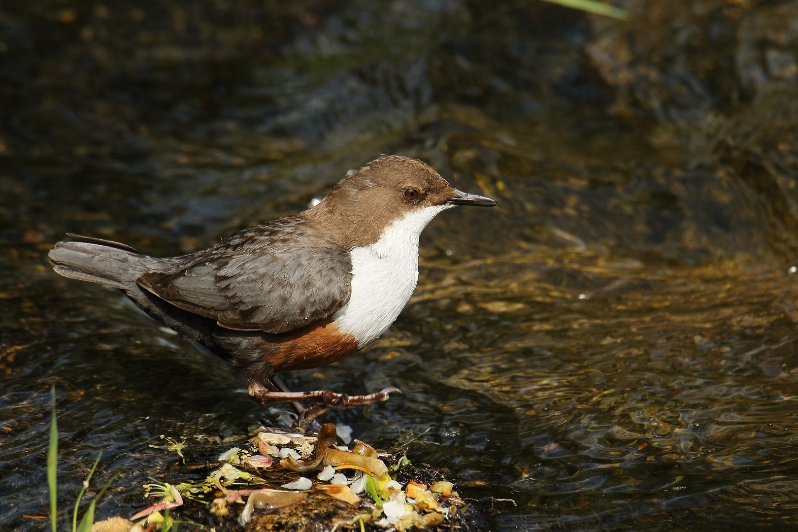 Wasseramsel