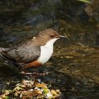 Wasseramsel